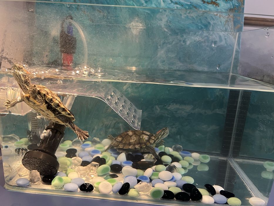 Красноухие китайские черепашки с аквариумом
