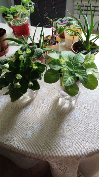 Фиалка сортовая первоцвет сорт Киви