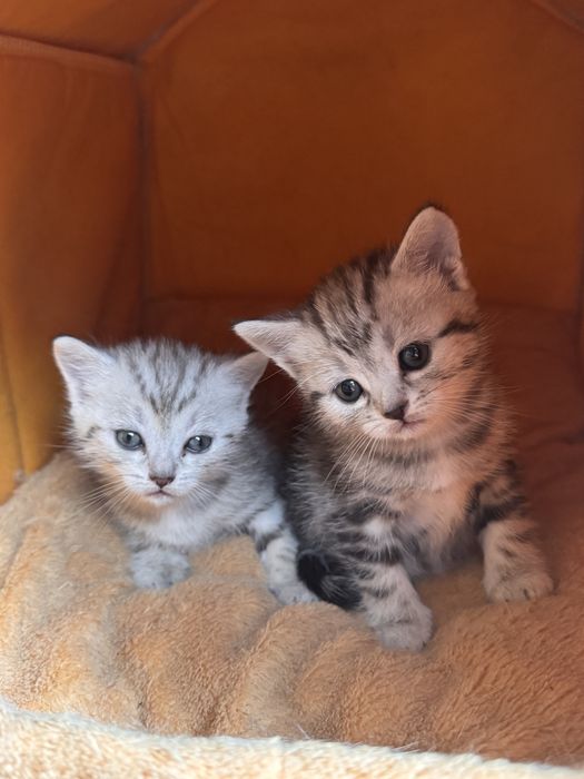 Котенка продам .