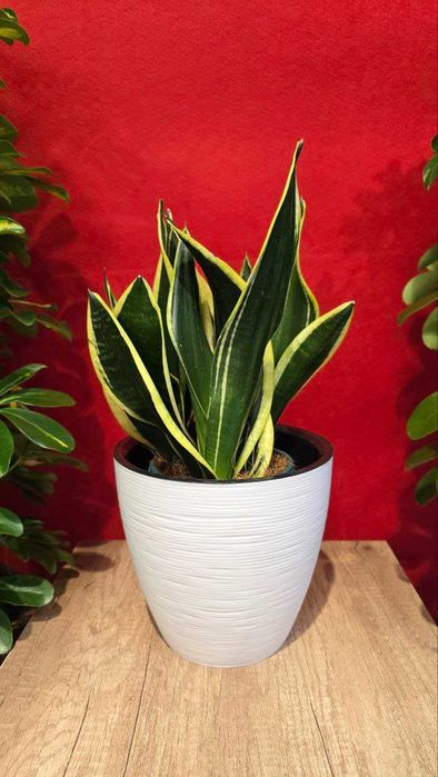 Лучшие растения для очистки воздуха (Хлорофитум, Сансевиерия)