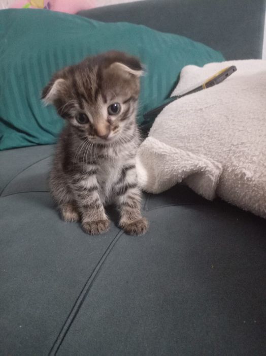 Отдам домашних котят в хорошие руки