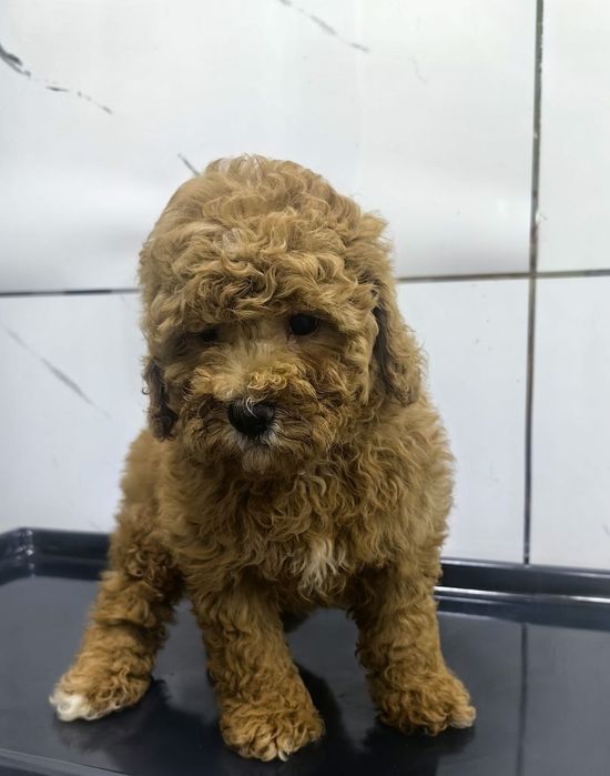 Девочка, той пудель