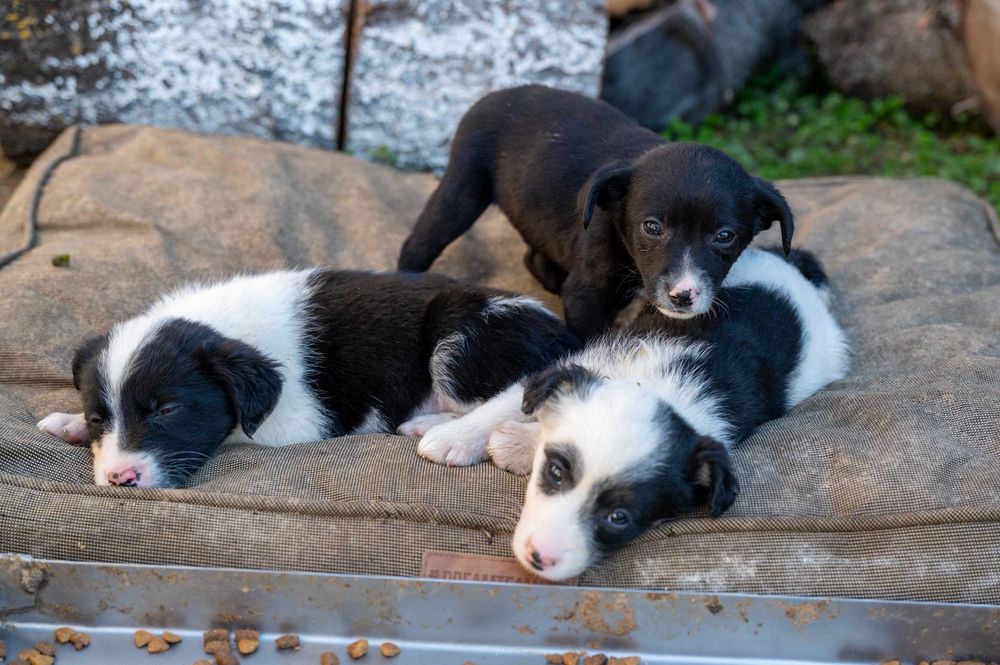 Кученца/котенце за осиновяване
