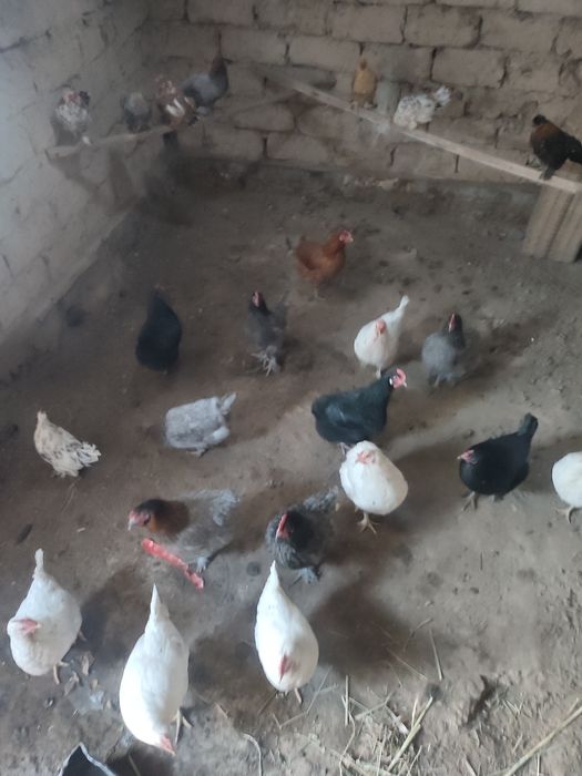 Куры домашние куры