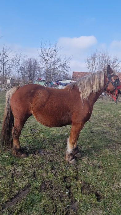 Vând iapa gestant de 7 ani