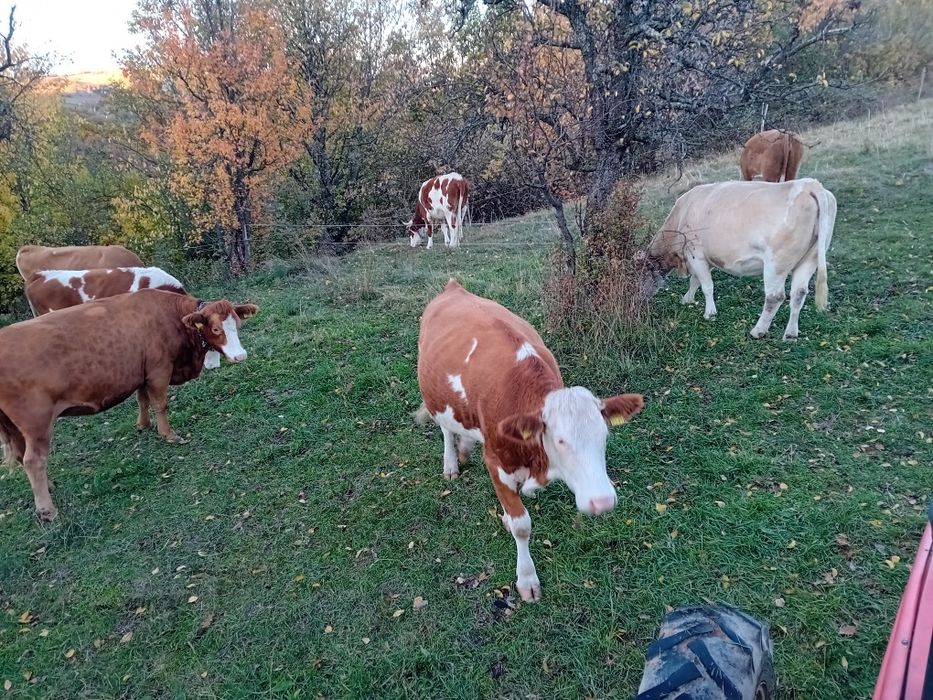 Vînd vaci Balțata românească