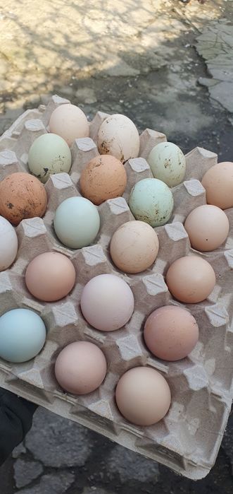 Ouă incubat și de consum