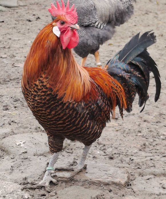 Pasari de rasa brakel