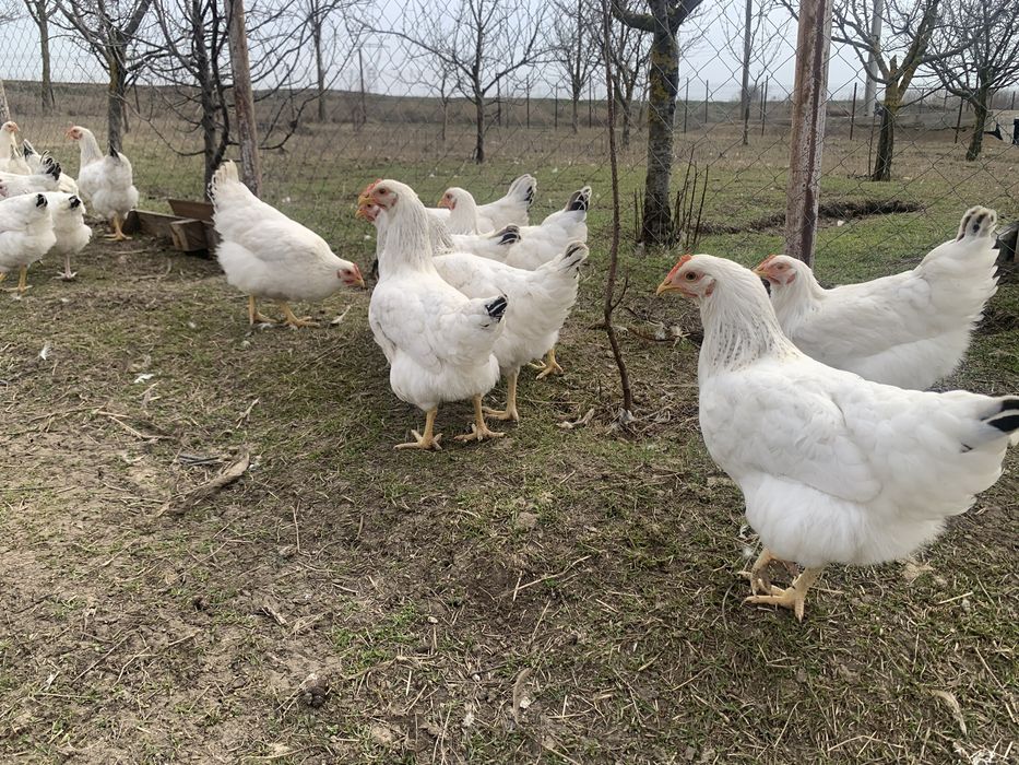 Puicute gaini  tinere  Sussex – 20 săptămâni, gata de ouat!