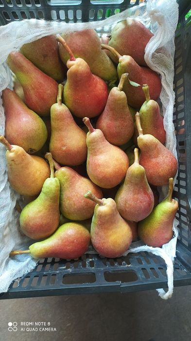 Мевали ку́чатлар. Самарканд Шредер с гарантией