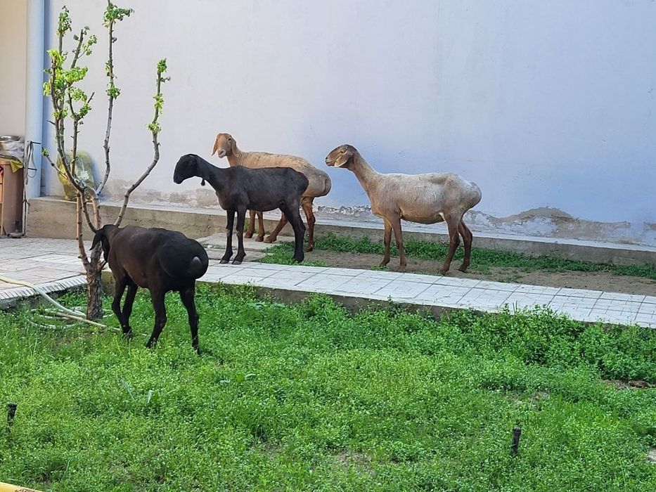 Ургочи зотли солу куйлар