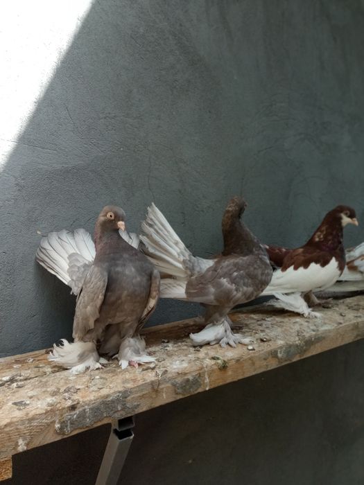 Продаются статные голуби