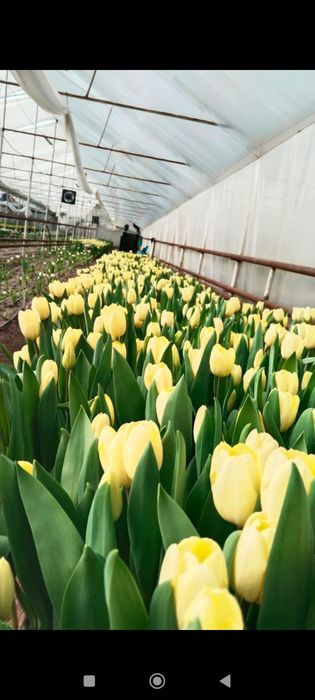 Тюльпаны 60-80см бутоны 5-10см