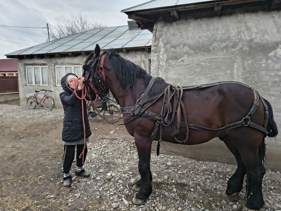 Vând harmasar de 9 ani
