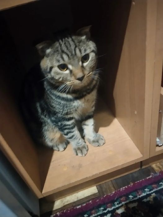 Отдам Даром Кота