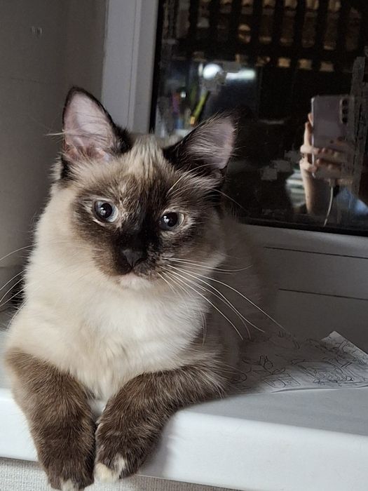 Кошка хорошая умная