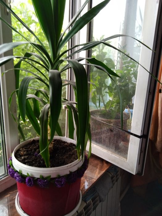 Продам Юкку 4 года