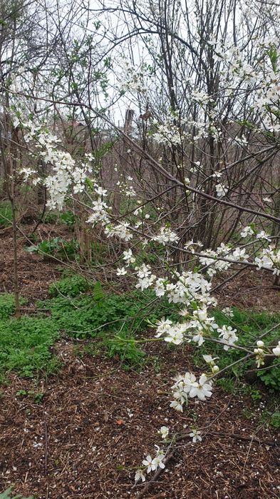 vând casă lângă  Balș  cu 3500 m