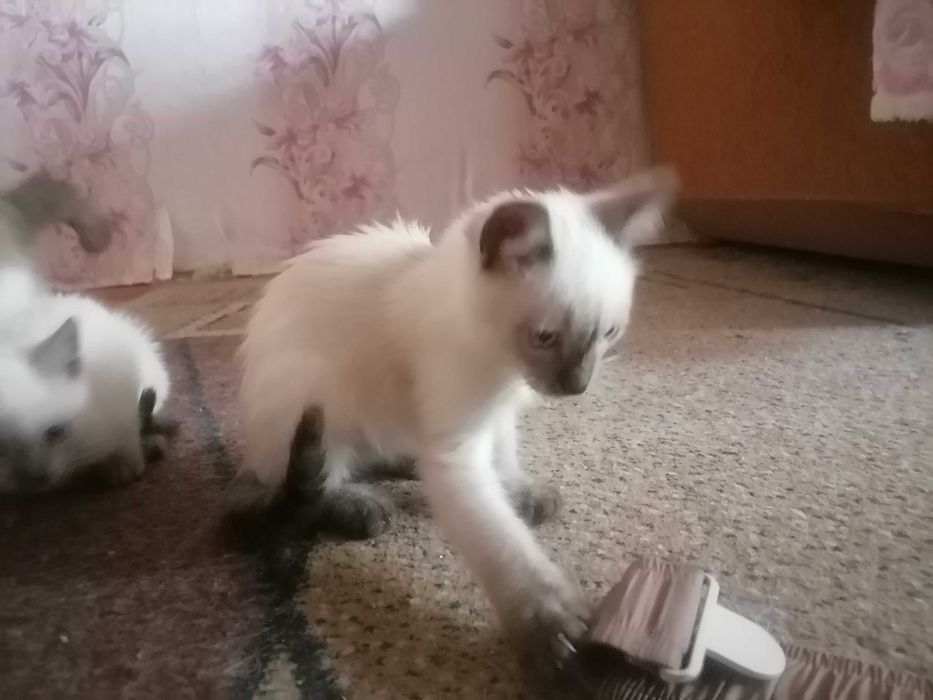 Кошечки и котик, сиамские.