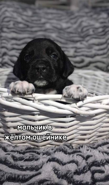 щенки Кане-Корсо