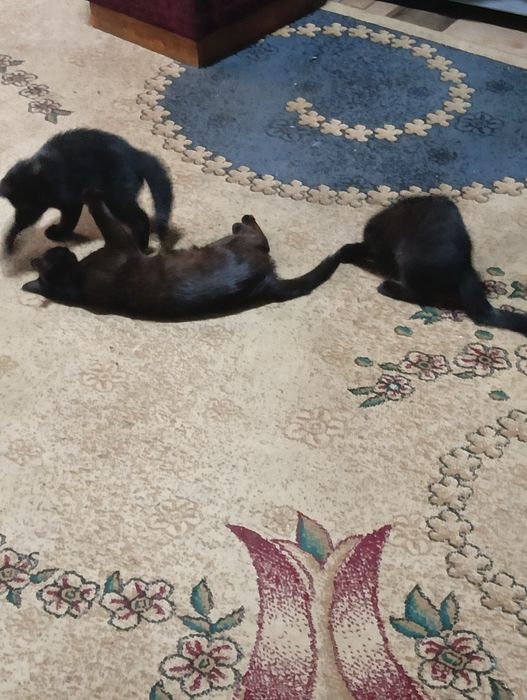 Отдам котят 3 шт