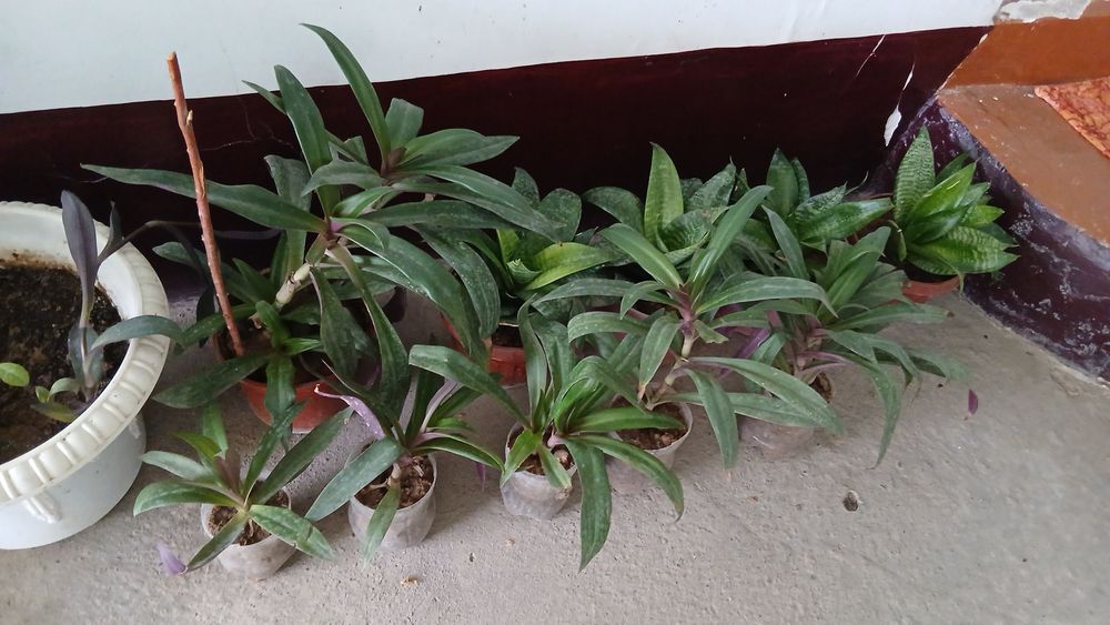 UYDA  Ustirilgan Gullar