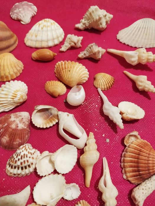 Ракушки крупные, мелкие