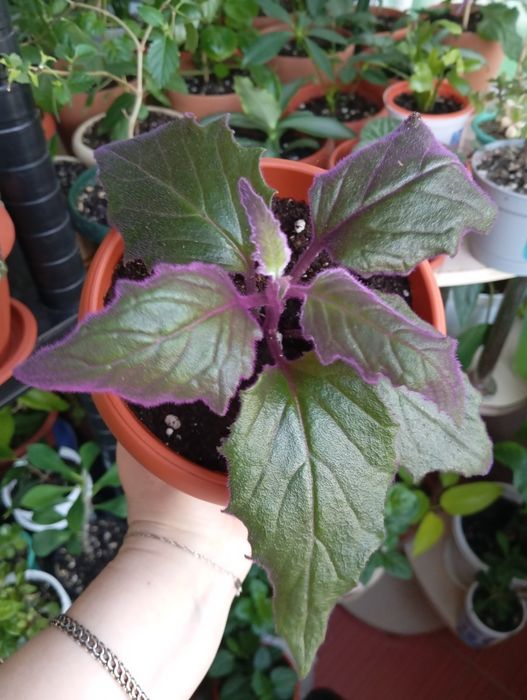 Продам комнатные растения