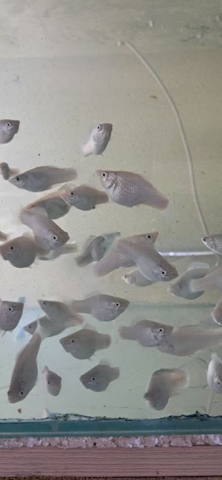 Моллинезии Меченосцы 10см