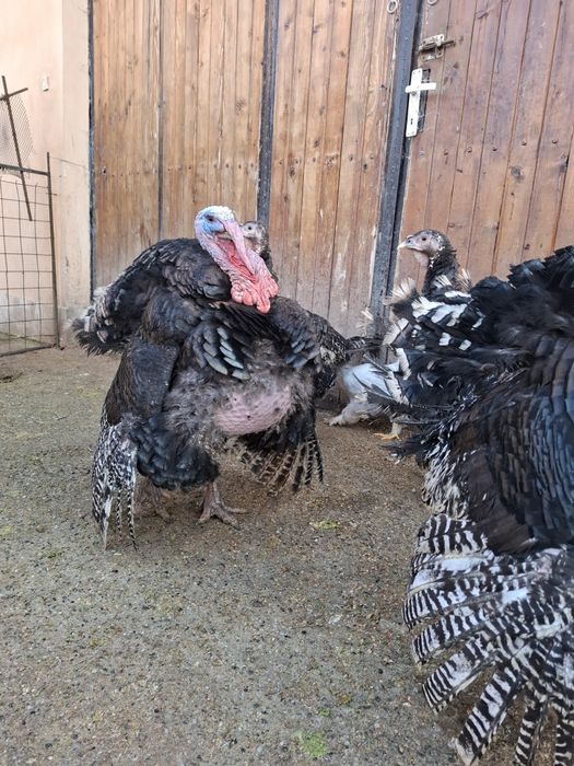 Curcani pentru sacrificat