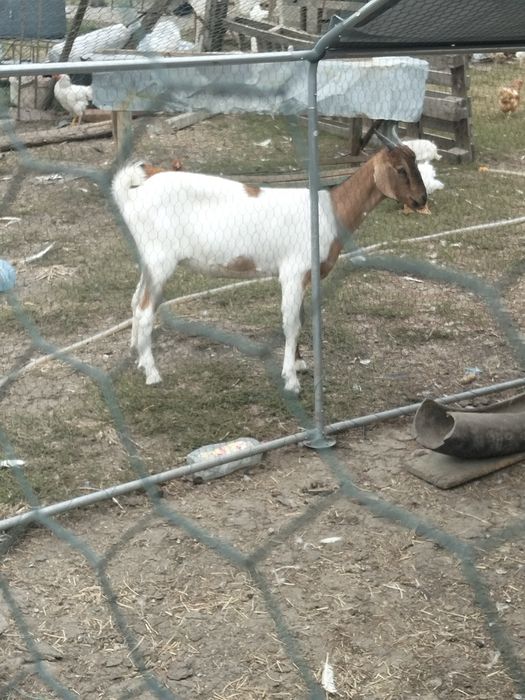 Vând ieduțe din primăvară
