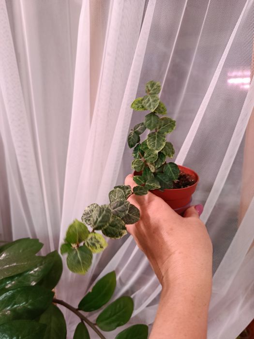 Продам комнатные цветы