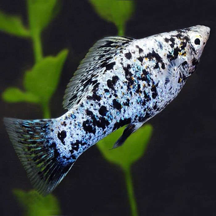 Аквариумная рыбка "Моллинезия"