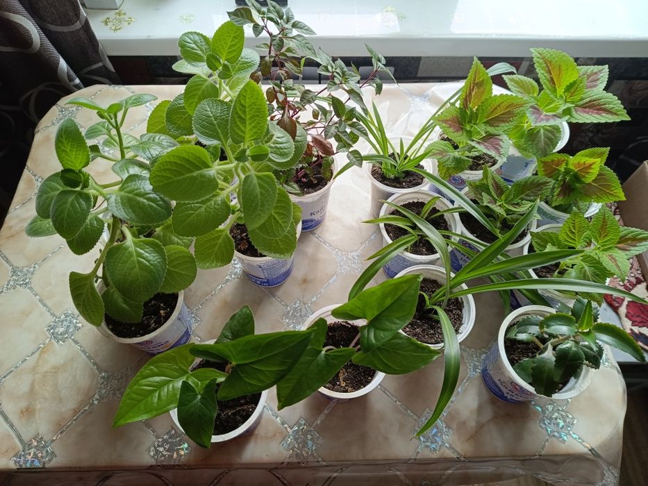 Срочно Недорого продам комнатные  цветы