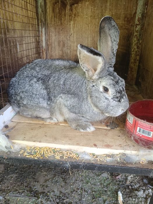 Продам самцов 8 месяцев