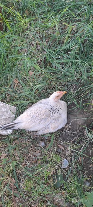 Bramma zotli tovuqlar sotiladi soni 3ta