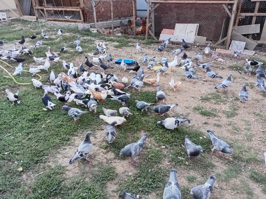 Vand porumbei tel +40772103208