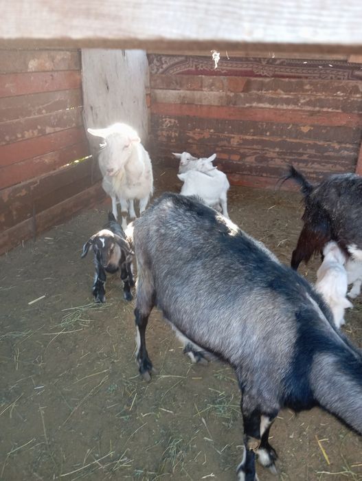 Продам козлят 5 штук