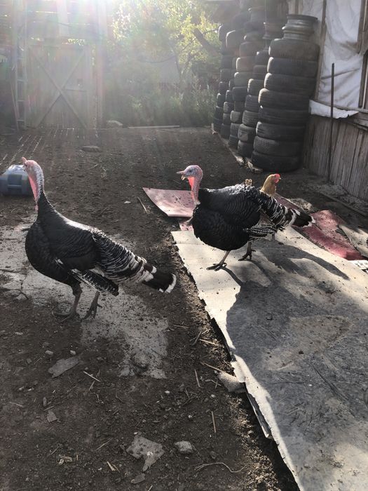 Vand curcani de tara