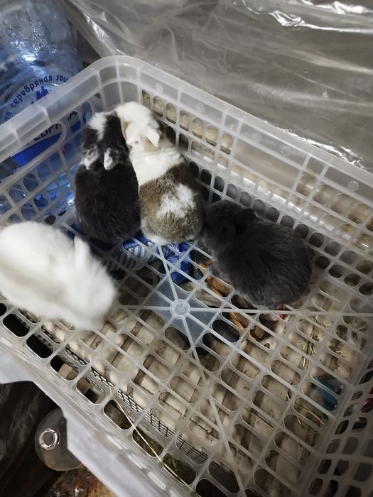 Кролики декоративные