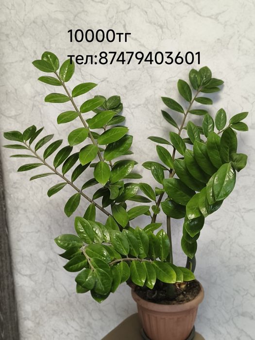 Комнатные цветы,