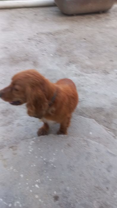 Angleski spanel ovchi urğochi