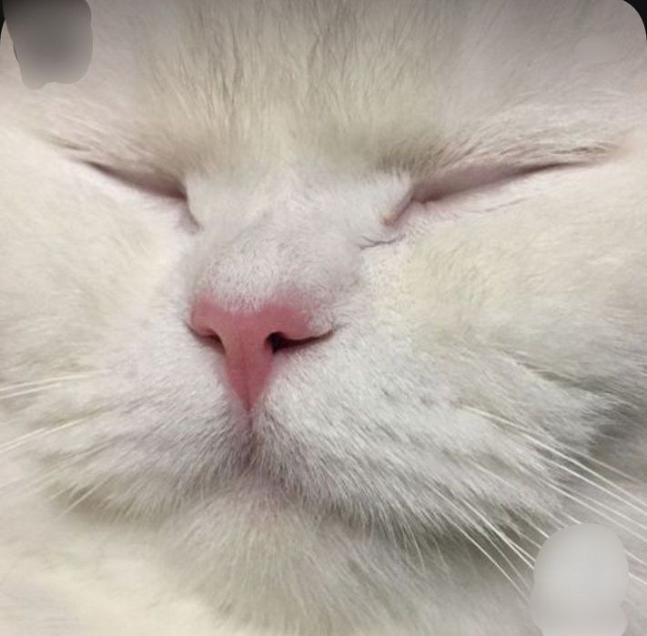 Продается Кот, порода Скотиш Фолд.