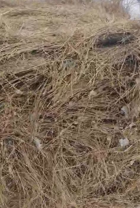 Хорошее качественное сено в рулонах