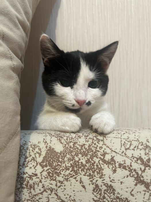 Отдам котенка бесплатно