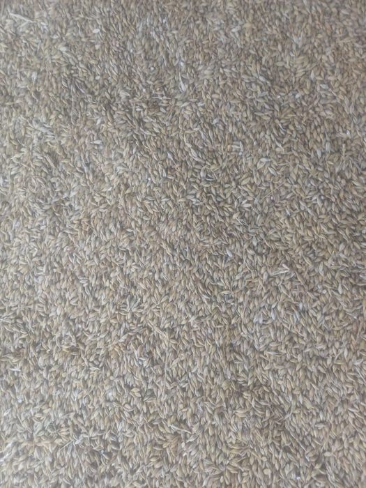 Продам овес, ячмень сухой хороший.