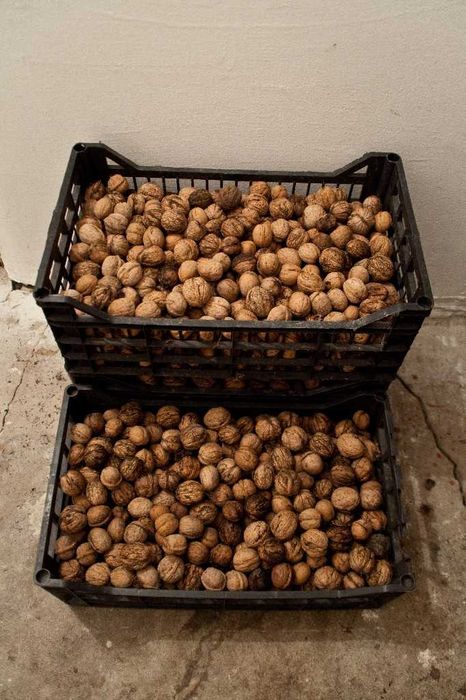 Nuci in Coaja - de vanzare