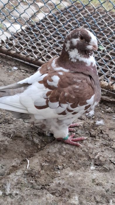 Porumbei americani