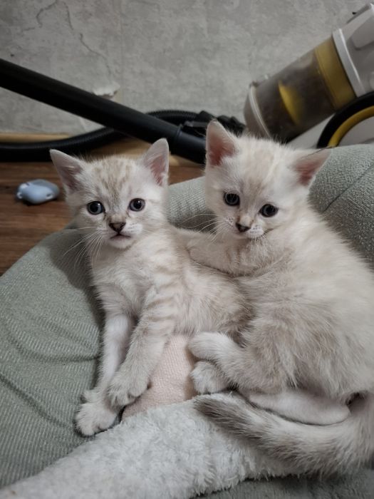 Продаю котят породы бенгалы смесь с тайской