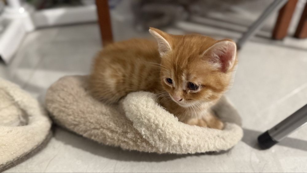 Котенок в добрые руки